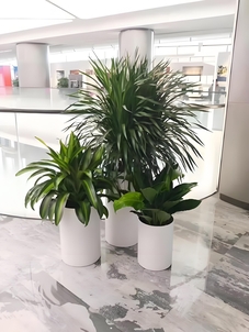 深挖宁波鄞州花木租摆设计的精彩之处