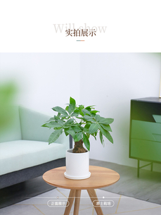 前湾绿植出租专业 前湾绿植出租专业