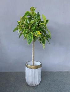 “宁波奉化花卉租摆价格验